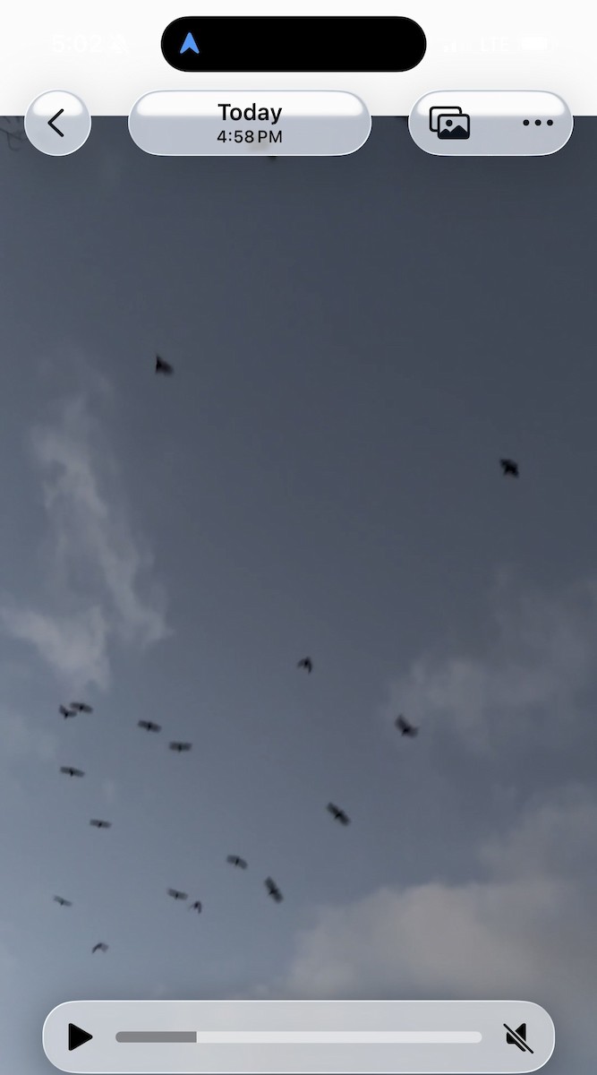 Black Vulture - ML645418141