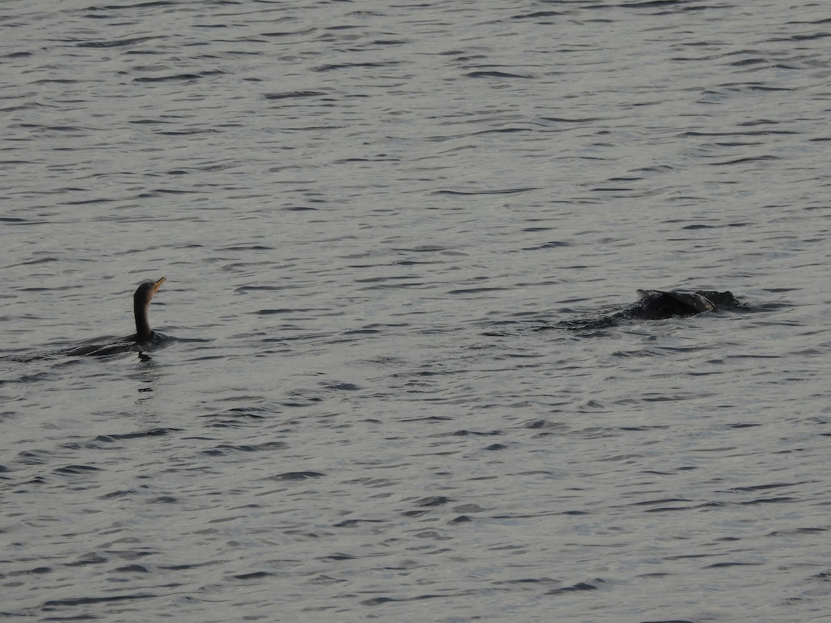 Double-crested Cormorant - ML645418142