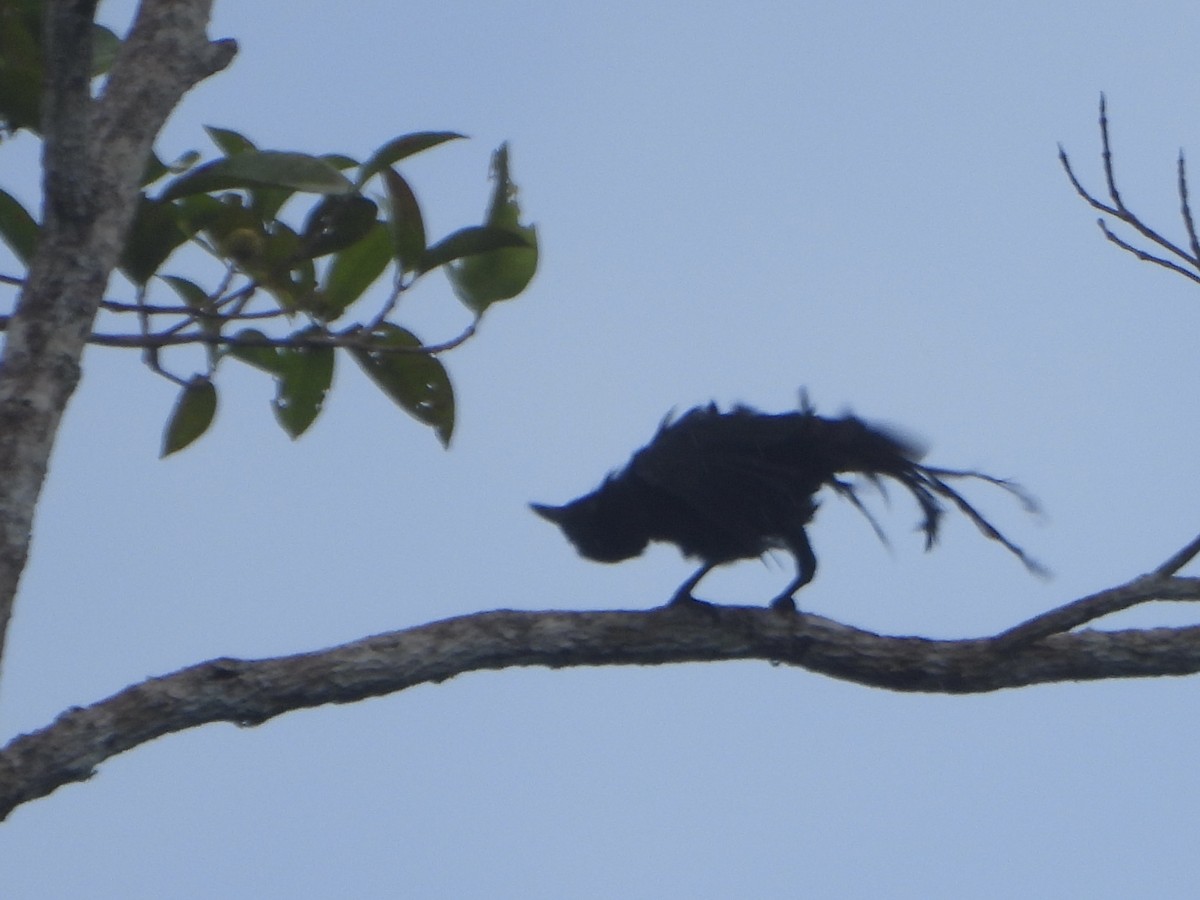 Long-tailed Starling - ML645418143