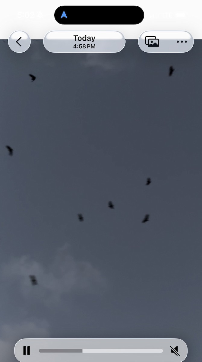 Black Vulture - ML645418145