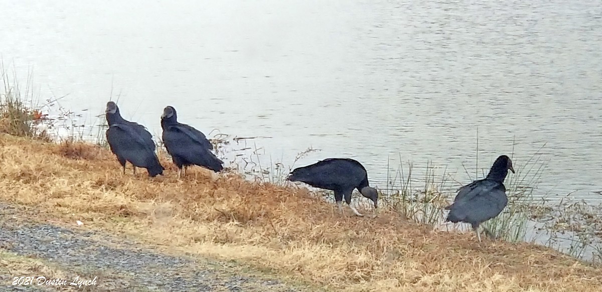 Black Vulture - ML645418146