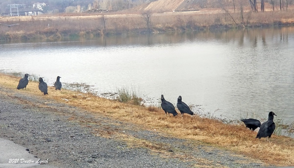 Black Vulture - ML645418147