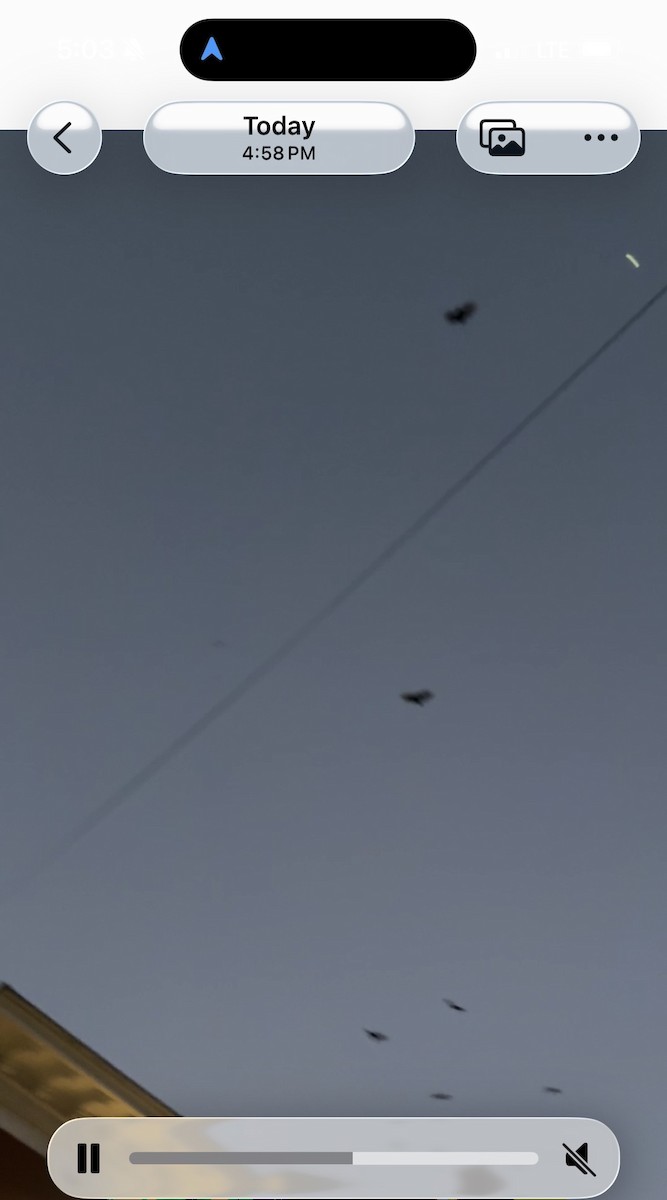 Black Vulture - ML645418148