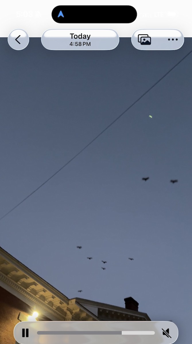 Black Vulture - ML645418149