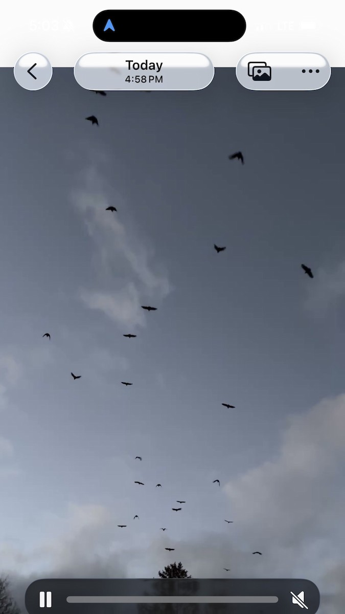 Black Vulture - ML645418150