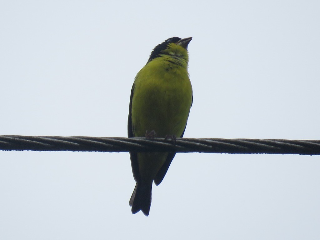 Lesser Goldfinch - ML645418151