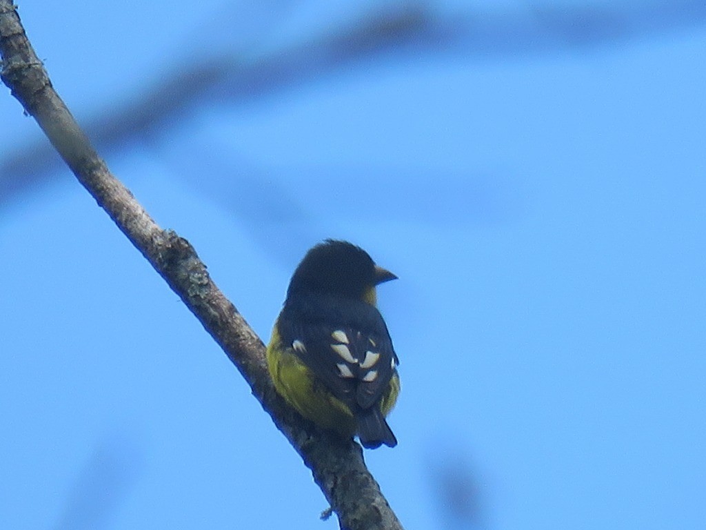 Lesser Goldfinch - ML645418152
