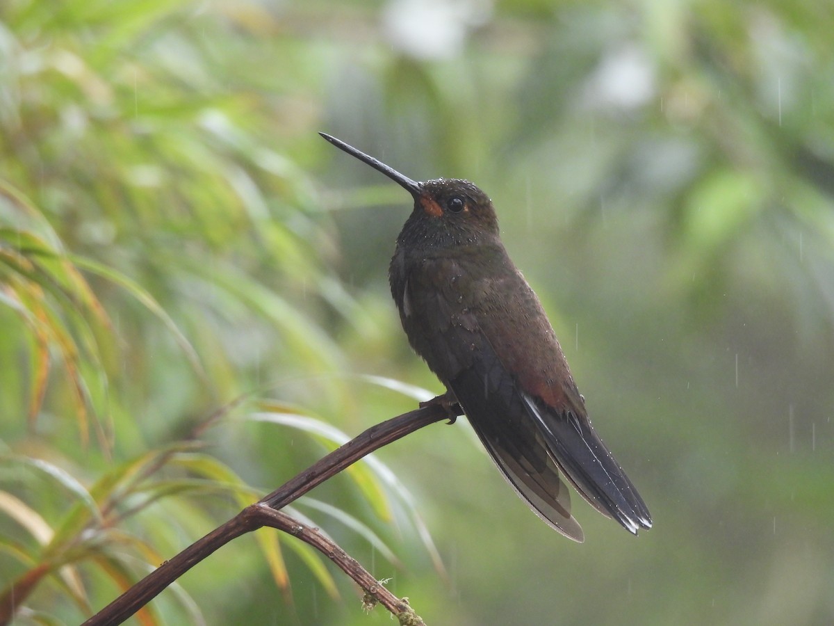 Rufous-gaped Hillstar - ML645418159