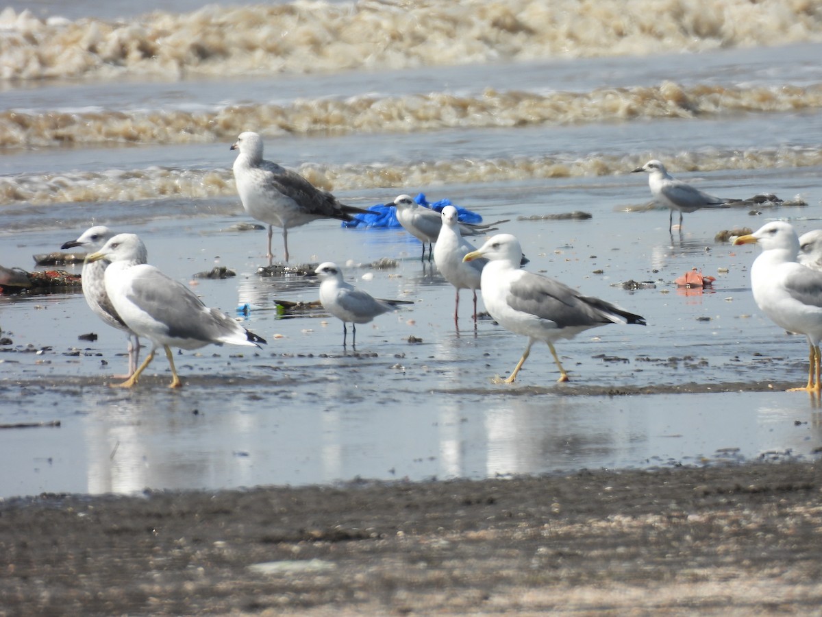 Zafferano - ML645418163