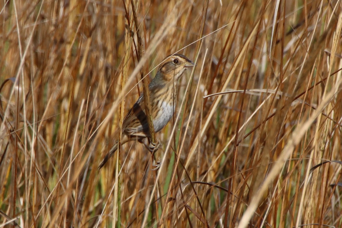 Chingolo de Nelson - ML645418169