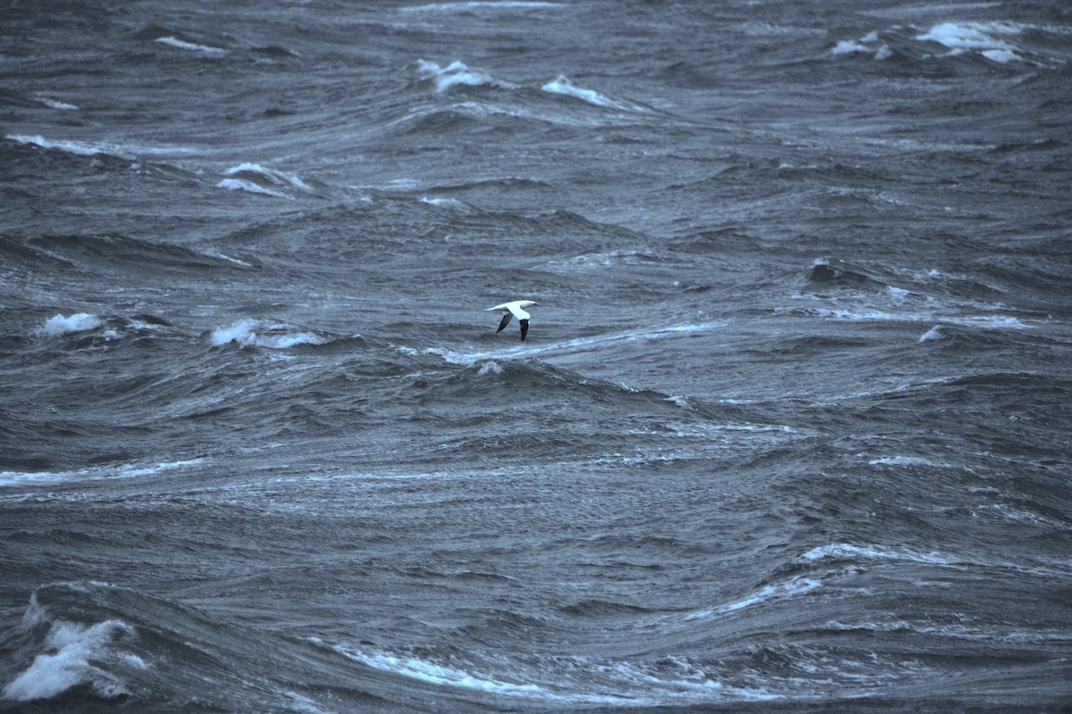Northern Gannet - ML645418174