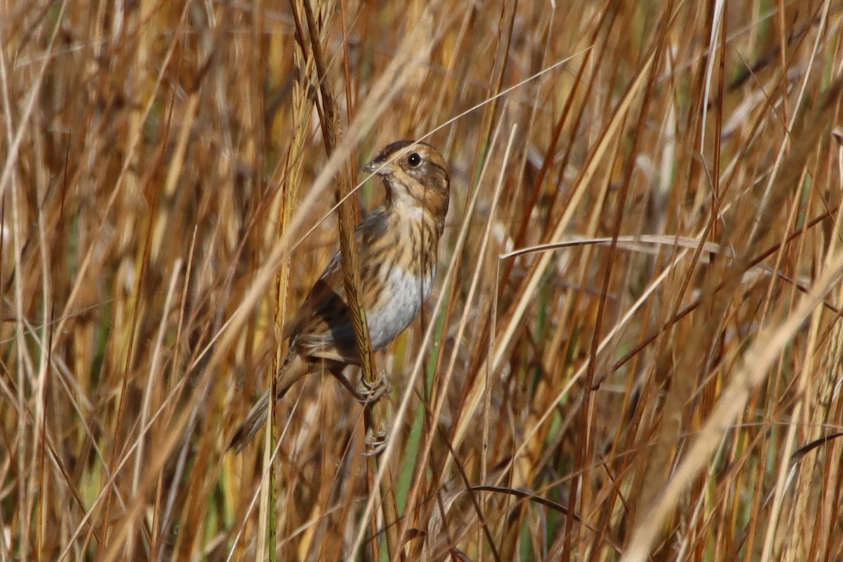 Chingolo de Nelson - ML645418176