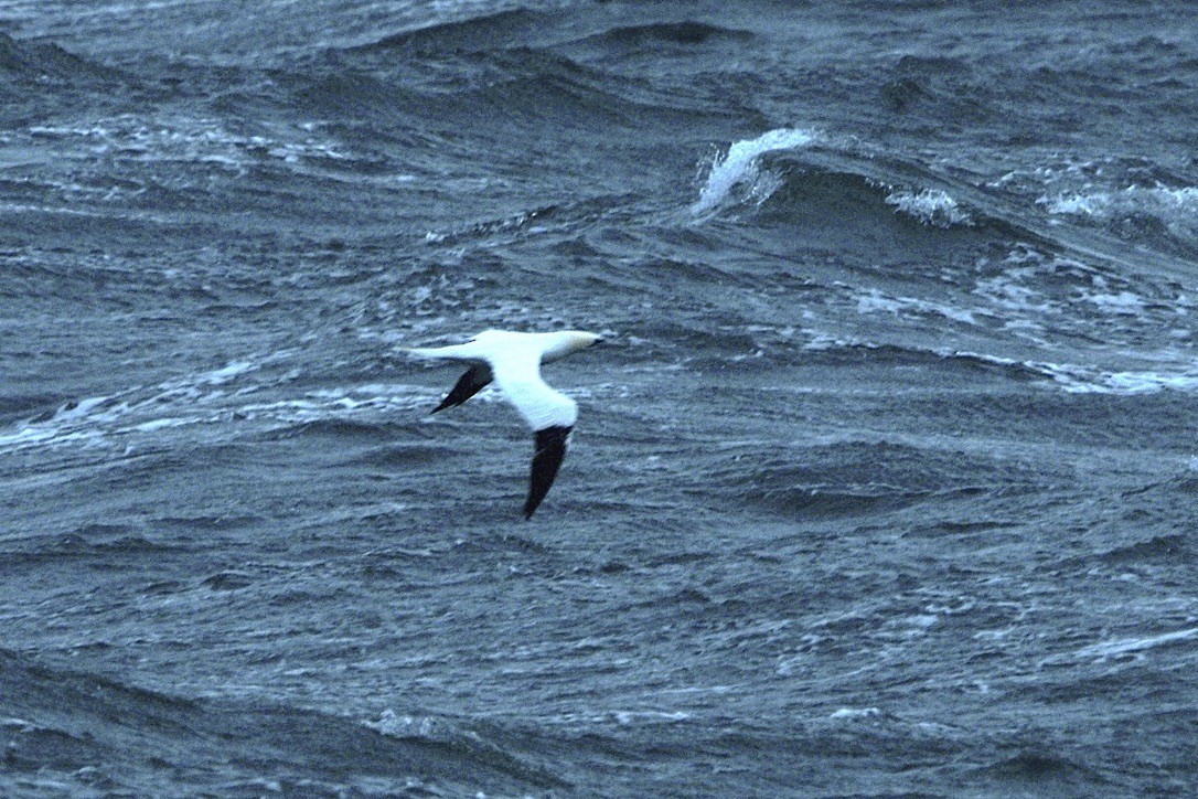 Northern Gannet - ML645418179