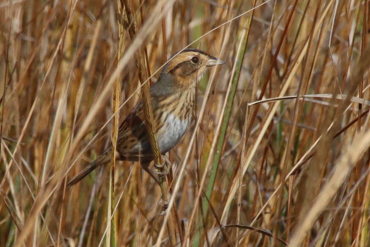 Chingolo de Nelson - ML645418182