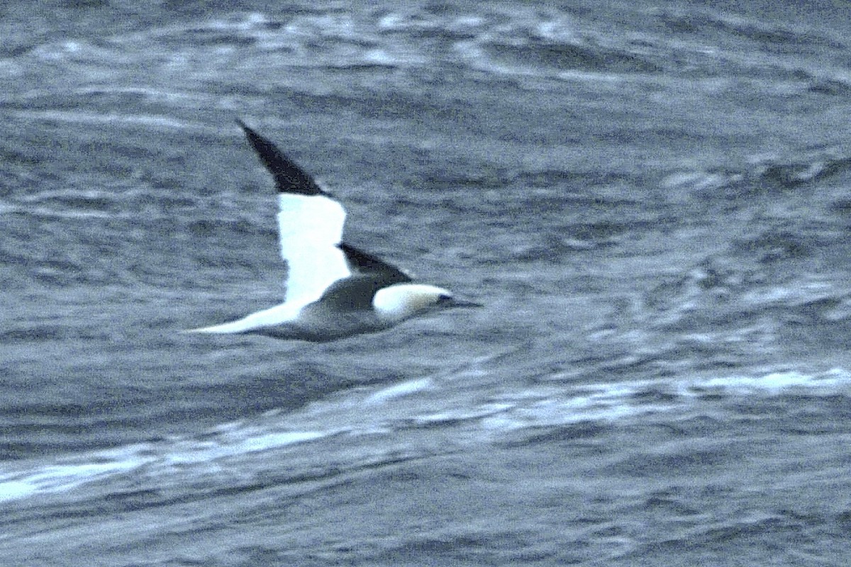 Northern Gannet - ML645418184