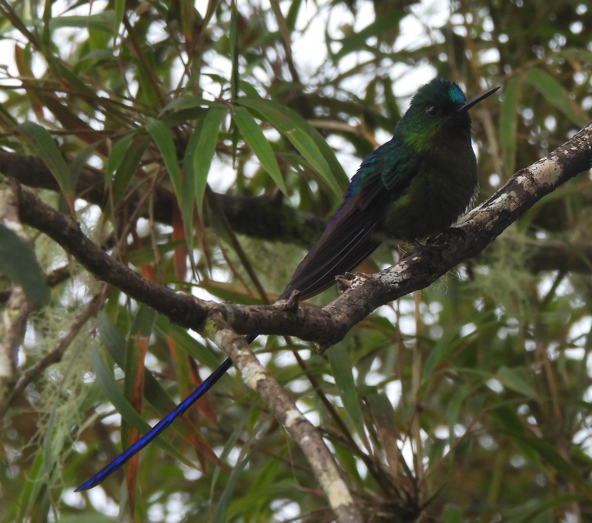 Violet-tailed Sylph - ML645418185