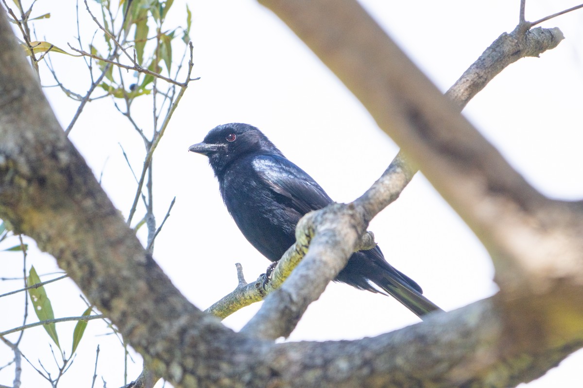 Fork-tailed Drongo (adsimilis Group) - ML645418206