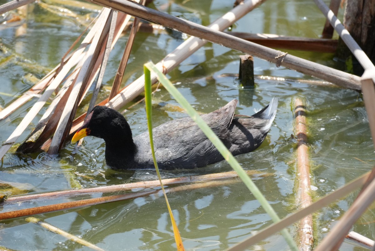 Red-fronted Coot - ML645418207