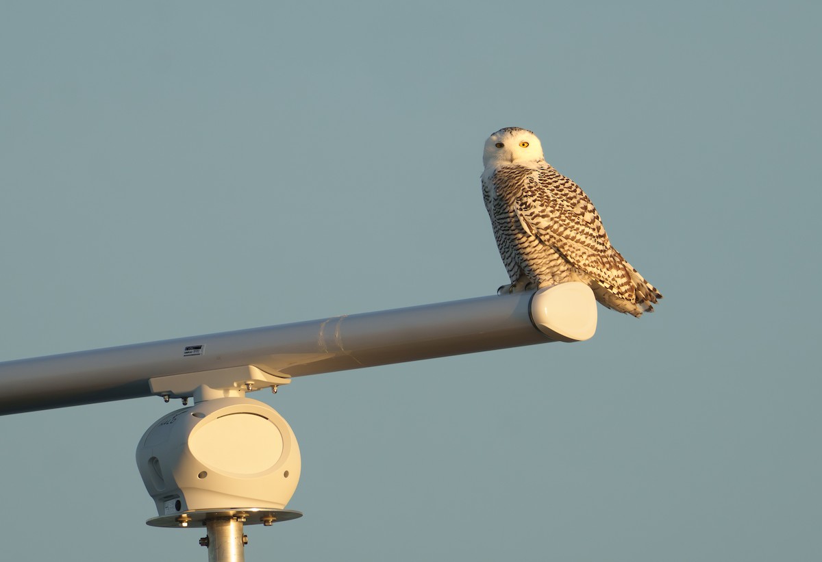 Snowy Owl - ML645418208