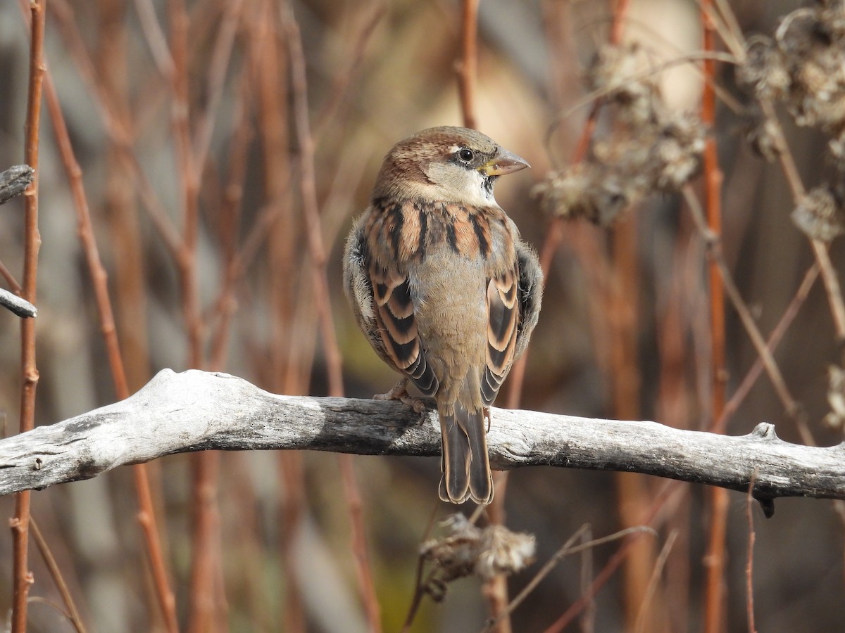 דרור הבית - ML645418209