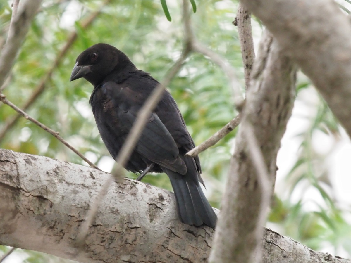 Bronzed Cowbird (Bronzed) - ML645418211