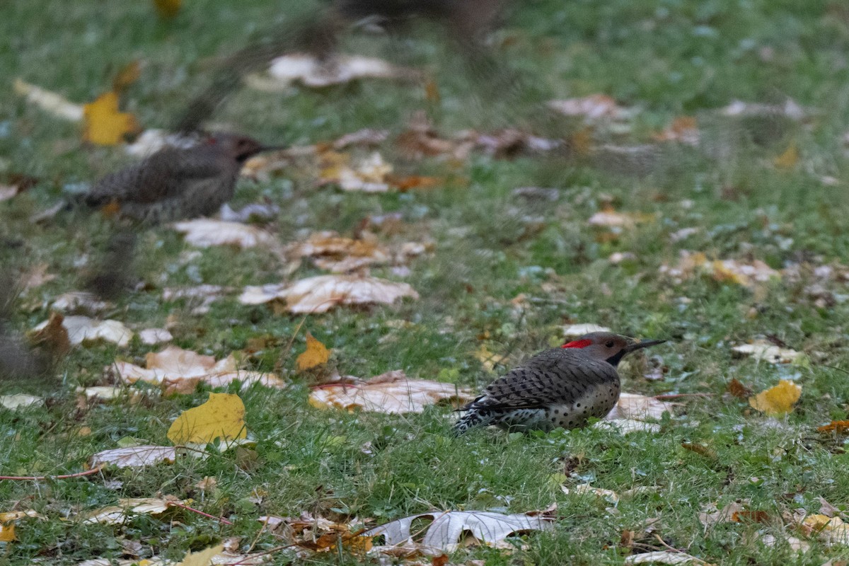 Northern Flicker - ML645418212