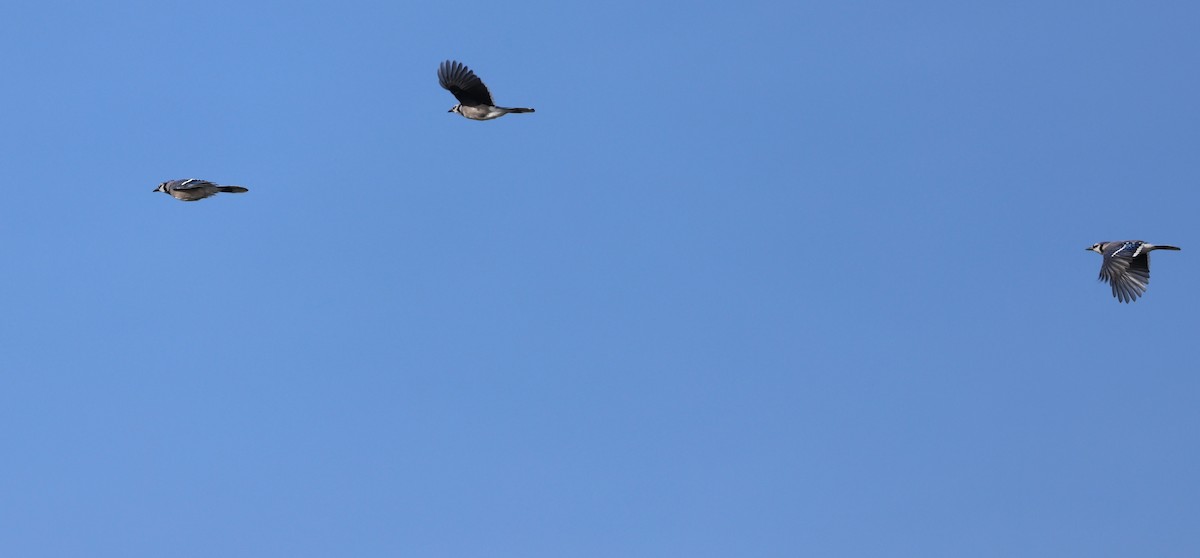 Blue Jay - ML645418216