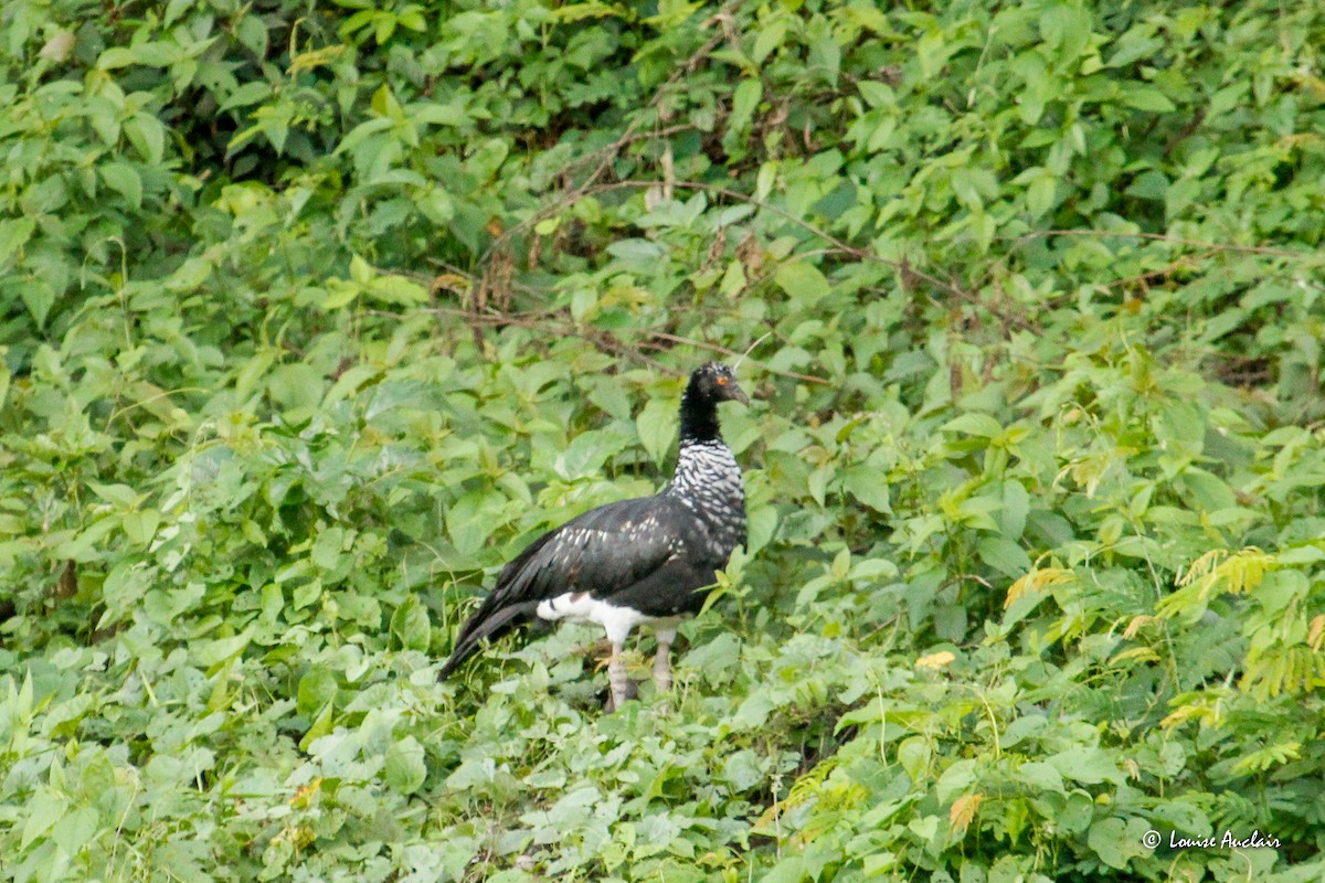 Horned Screamer - ML645418231