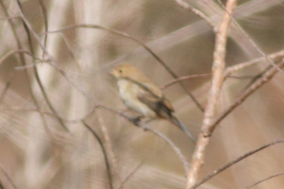 Индиговый колорин - ML645418232