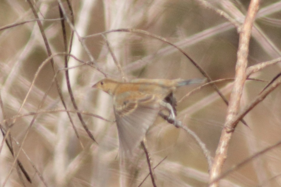 Индиговый колорин - ML645418233