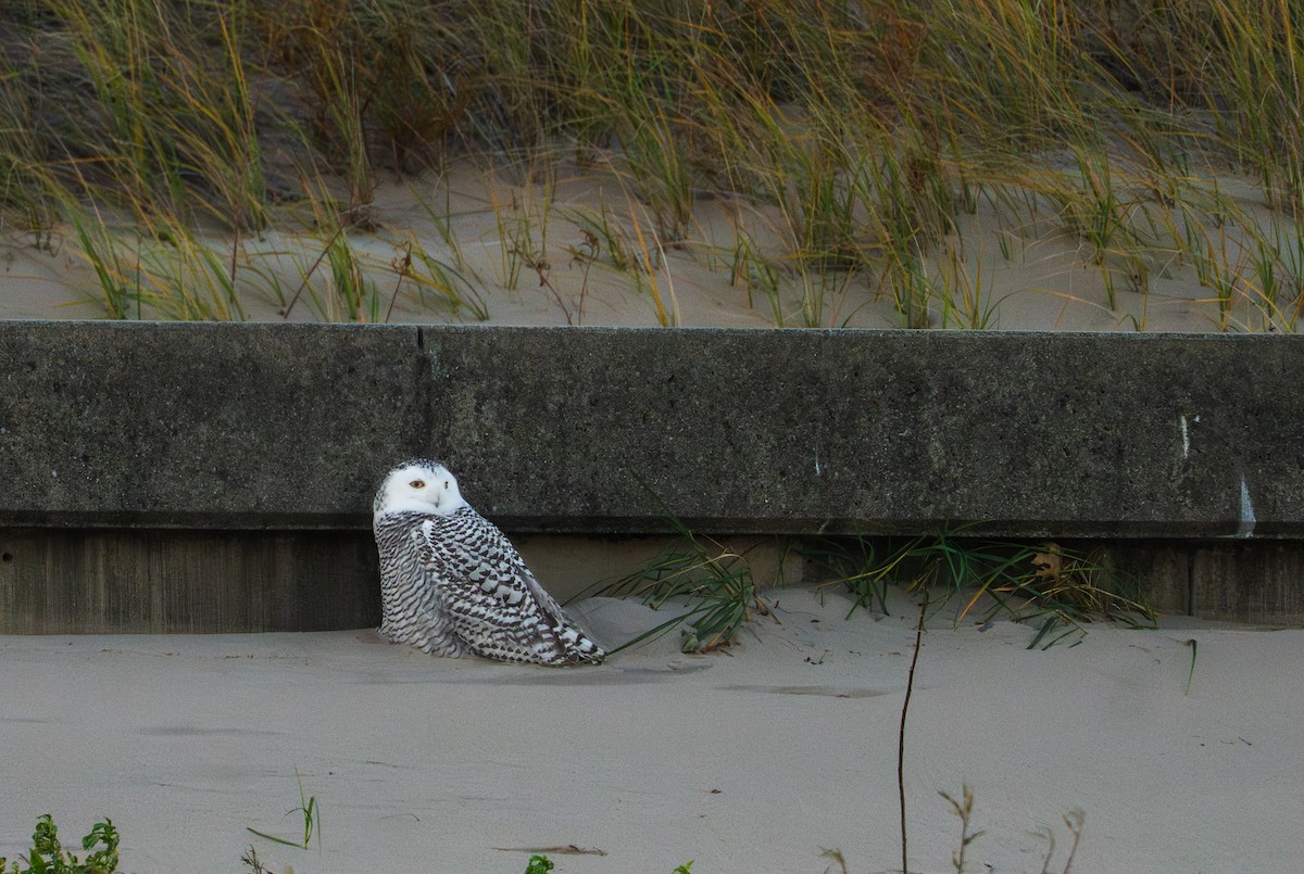 Snowy Owl - ML645418243