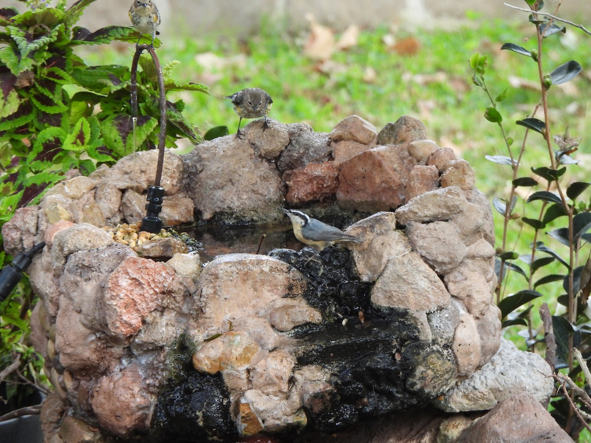 Red-breasted Nuthatch - ML645418248