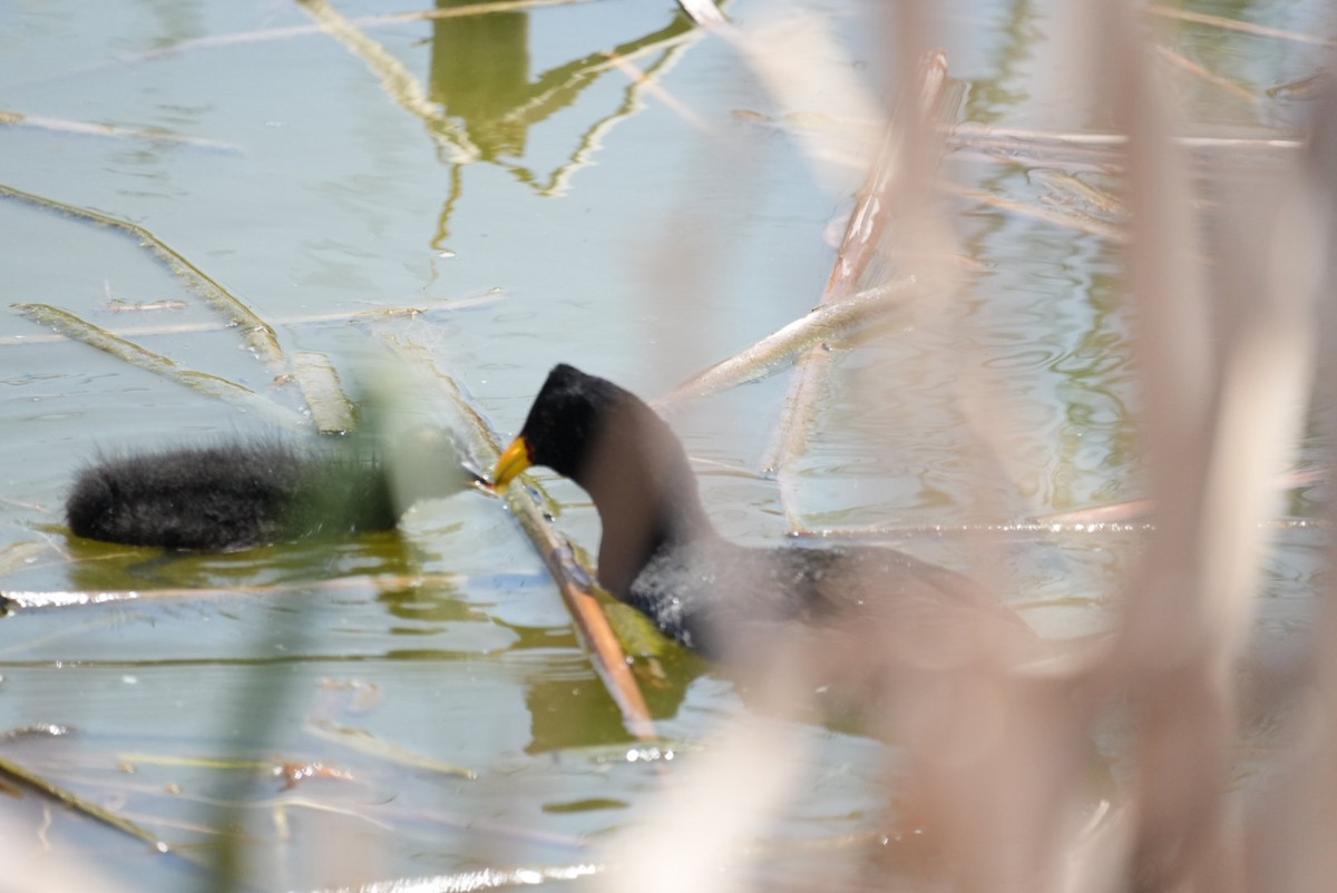 Red-fronted Coot - ML645418259