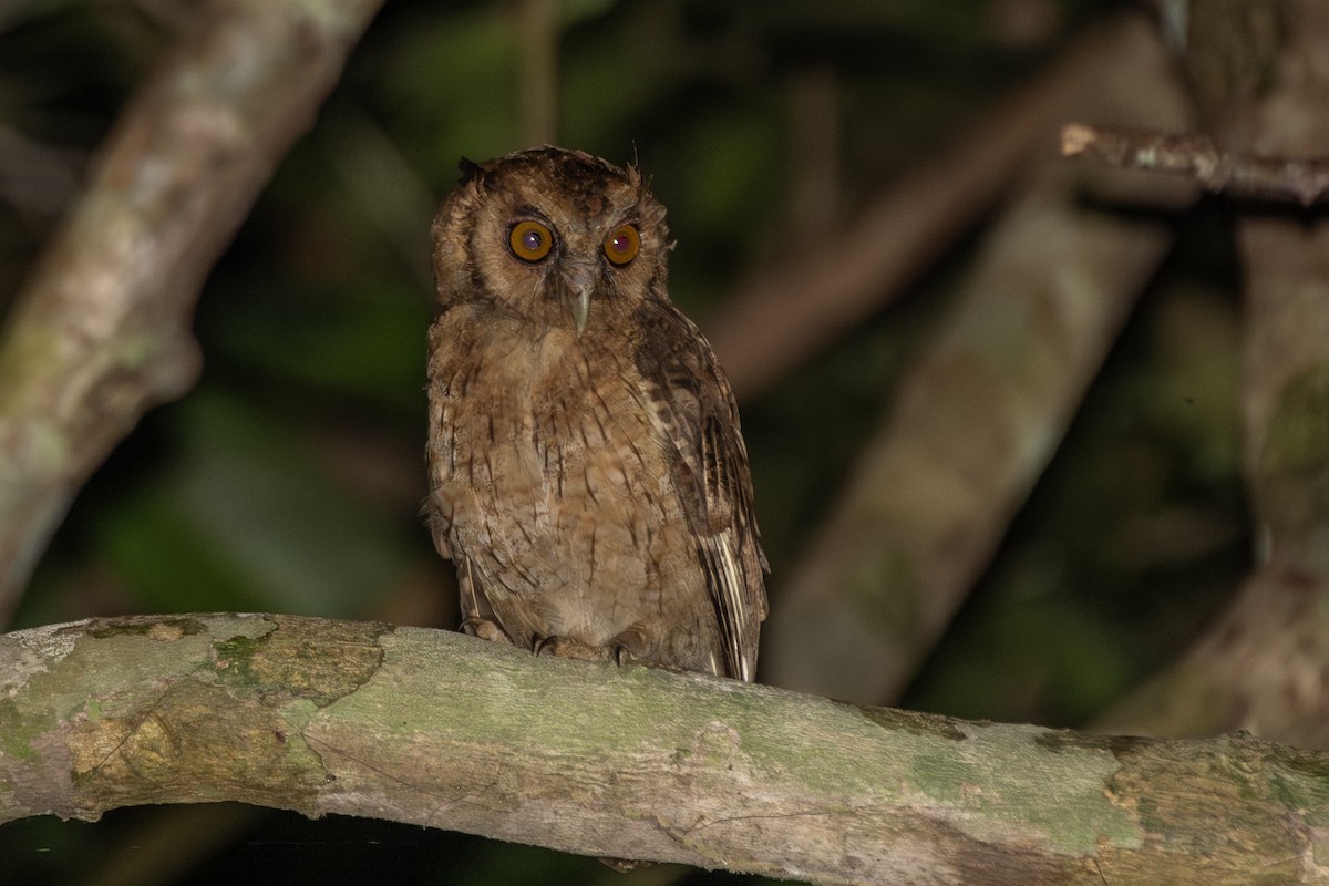 Tawny-bellied Screech-Owl (Southern) - ML645418268
