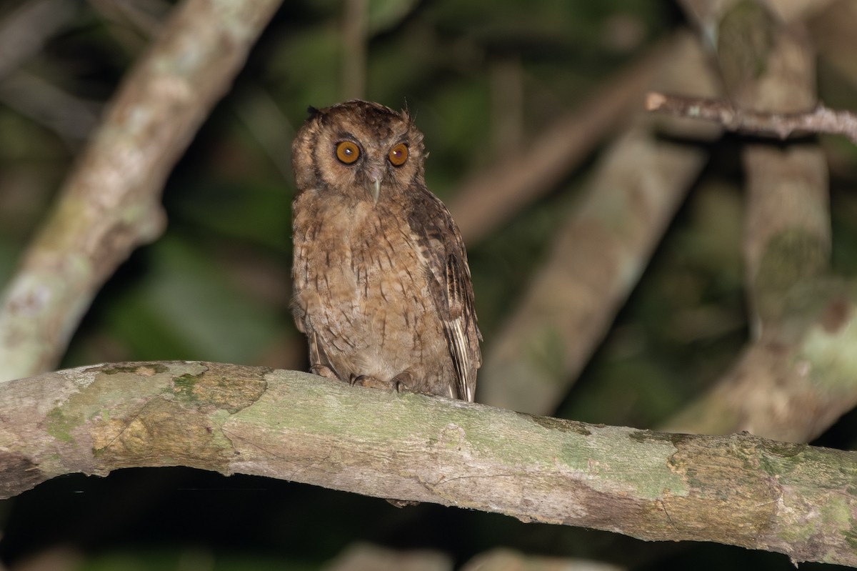 Tawny-bellied Screech-Owl (Southern) - ML645418269