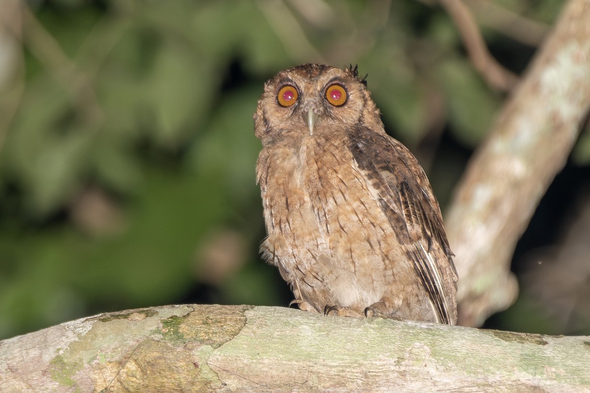 Tawny-bellied Screech-Owl (Southern) - ML645418270