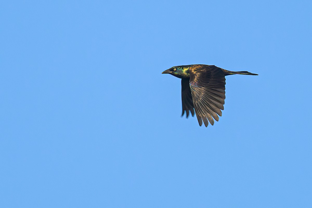 Common Grackle - ML645418273