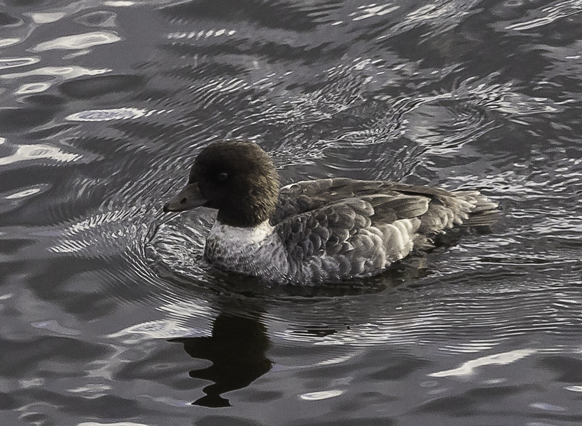 Murgilari islandiarra - ML645418282