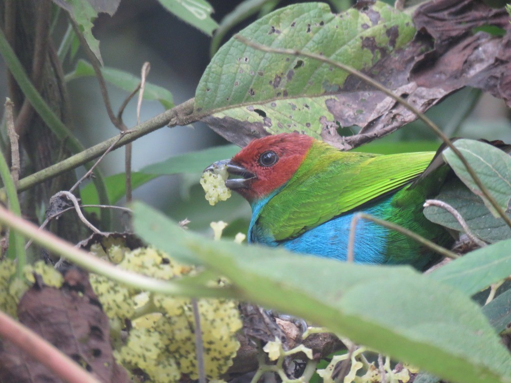 Tangara Cabecibaya - ML645418285