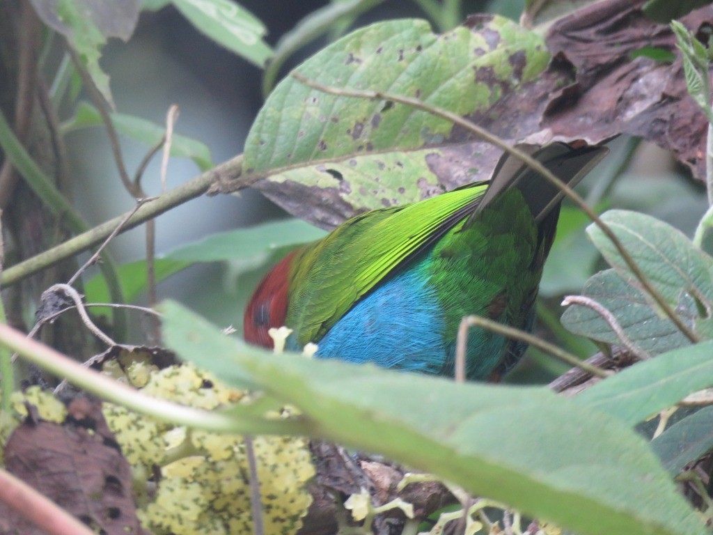 Tangara Cabecibaya - ML645418286