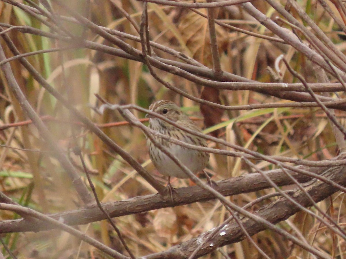 strnadec pruhohlavý - ML645418293