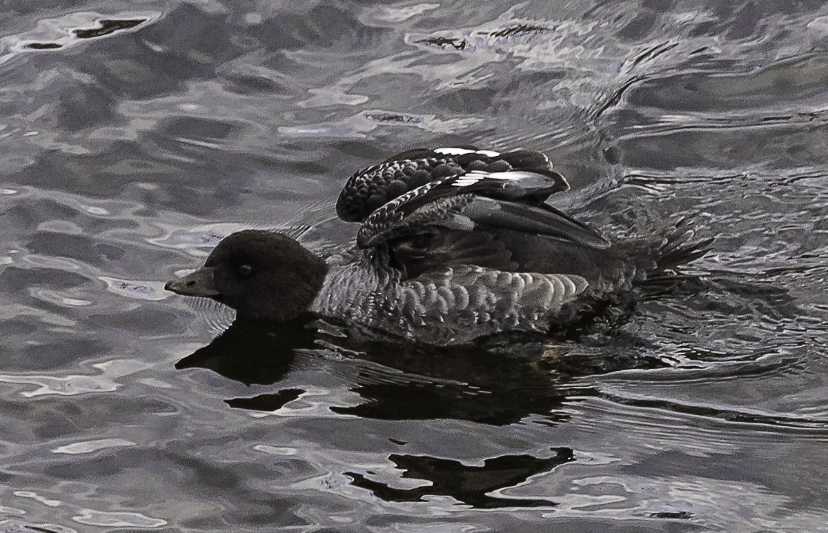 Murgilari islandiarra - ML645418303