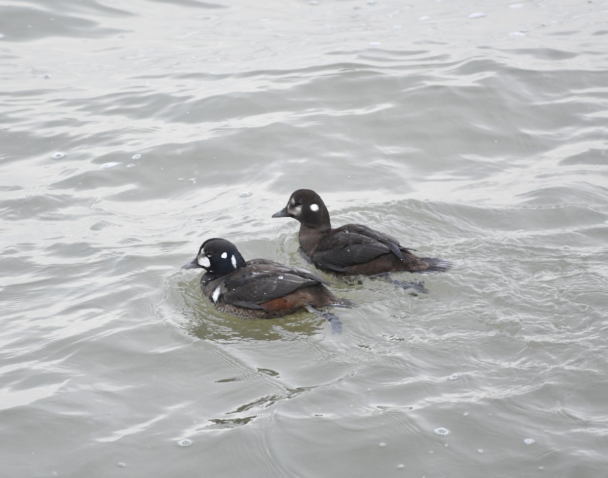 Harlequin Duck - ML645418306