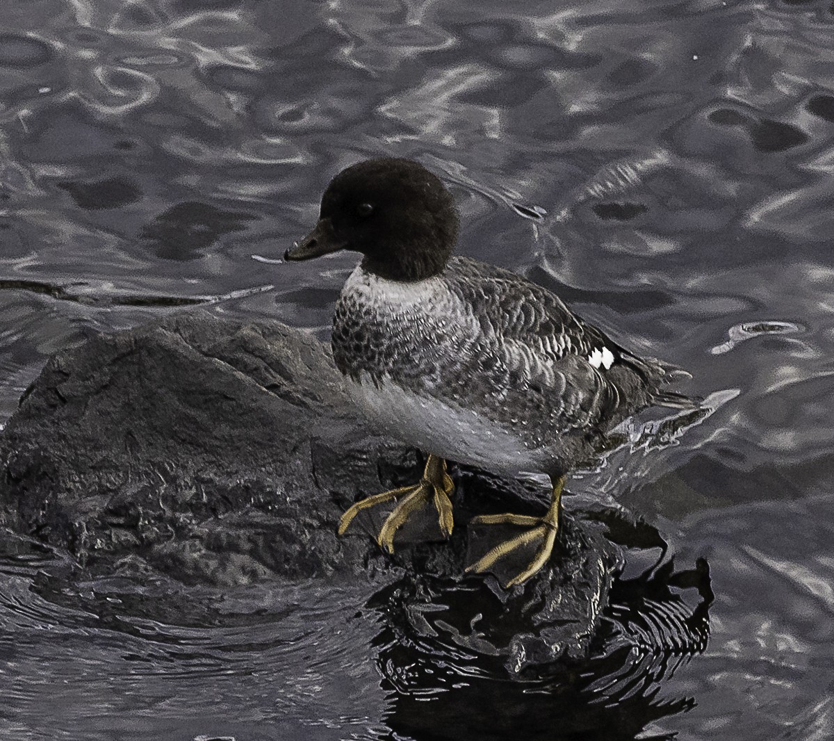 Murgilari islandiarra - ML645418313