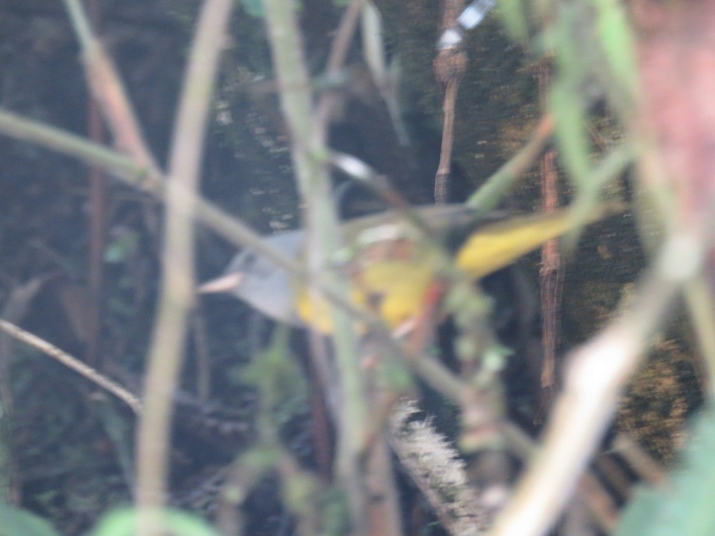 Mourning Warbler - ML645418315