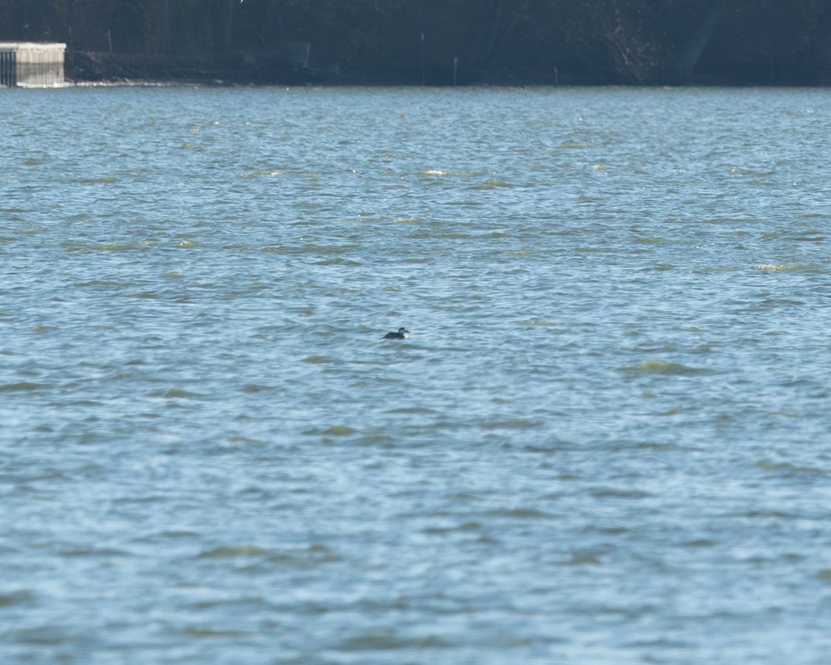 Black Scoter - ML645418317