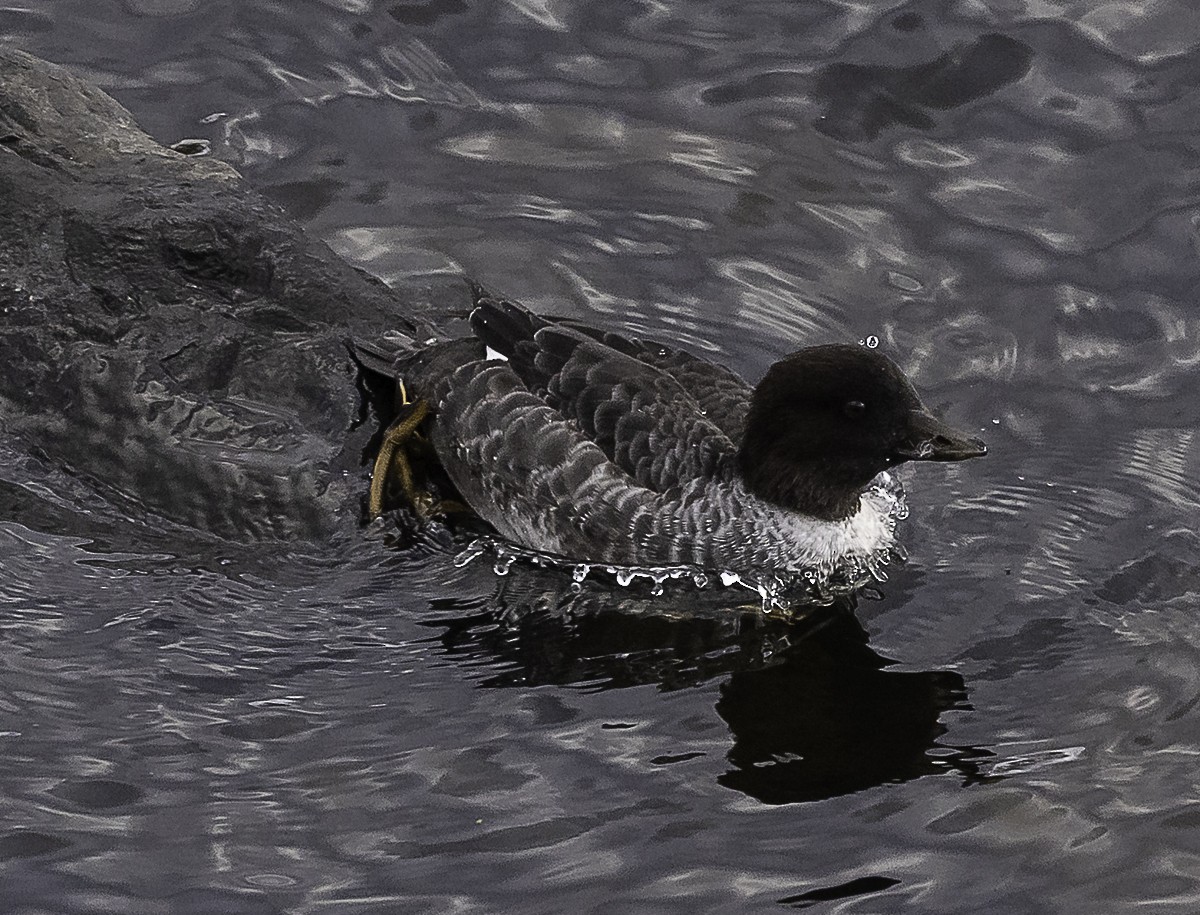 Murgilari islandiarra - ML645418319