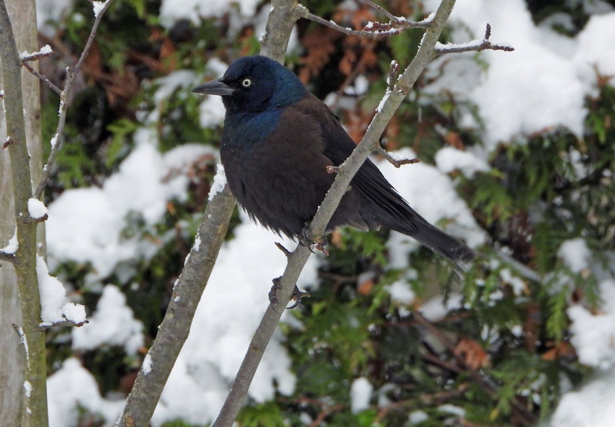 Common Grackle - ML645418323