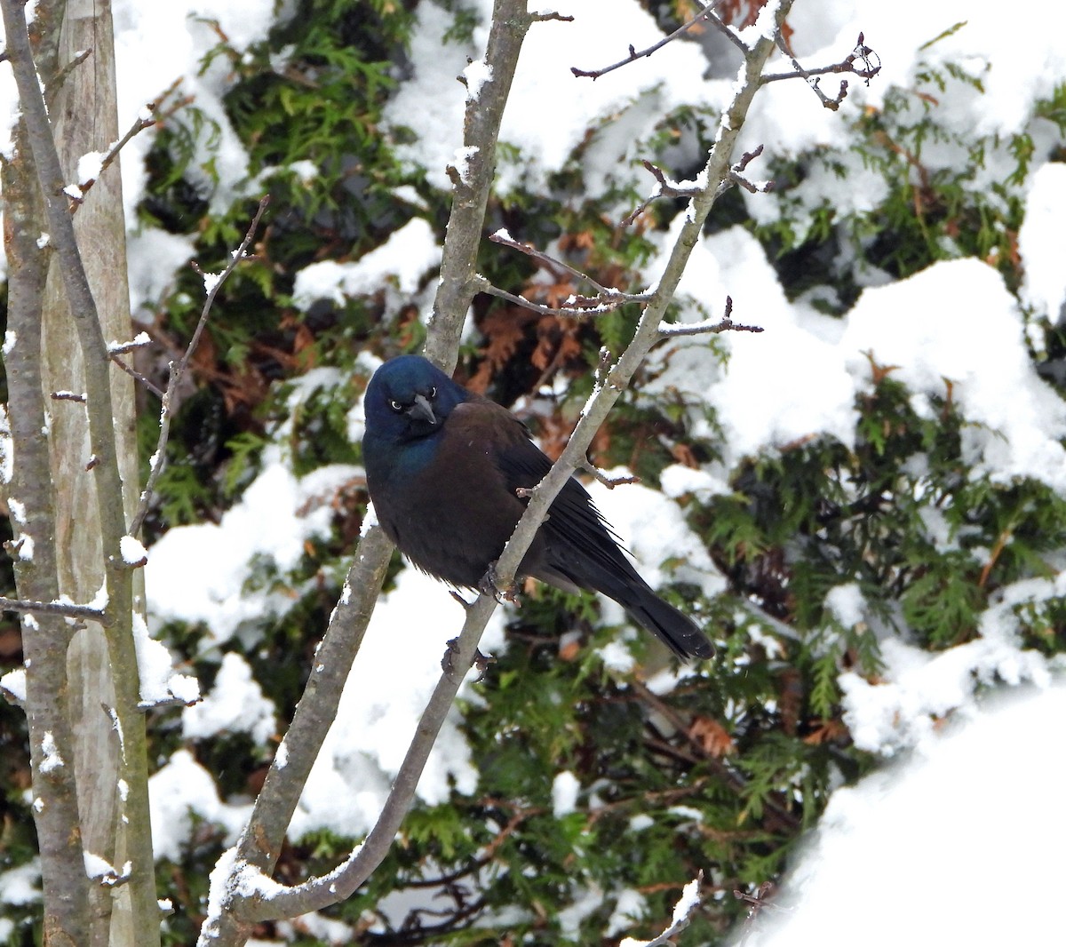 Common Grackle - ML645418324