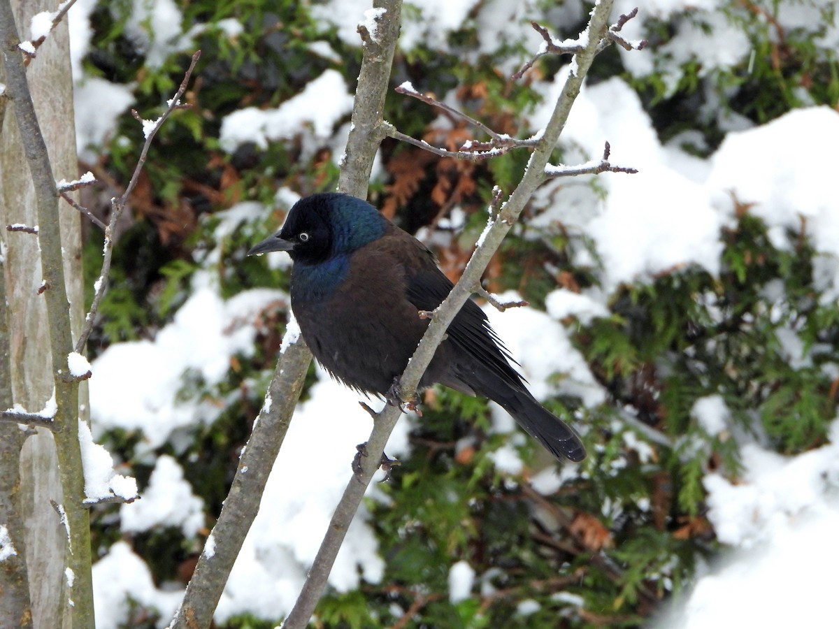 Common Grackle - ML645418325